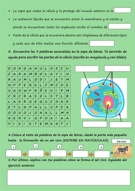 Actividades Con La Celula