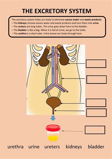 Activities Excretory S Science With Dobrich Urine Worksheet 1st Grade - Urine Worksheet 1st Grade