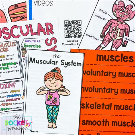Activities For Teaching The Muscular System The Rocket Muscular System Worksheet 3rd Grade - Muscular System Worksheet 3rd Grade