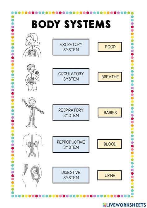 Activity 1 Body Systems 4