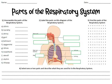 activity 18 respiratory system