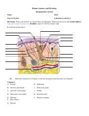 Activity 2b Integumentary System Lopez 10