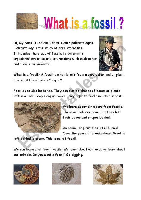 Activity Types Of Fossils Printable 6th 12th Grade 6th Grade Fossil Worksheet - 6th Grade Fossil Worksheet