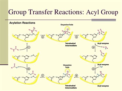 acyl group transfer