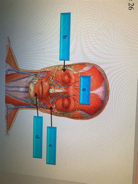 Read Online Adam Interactive Anatomy Answers 