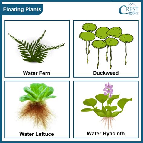 Adaptation In Plants Class 4