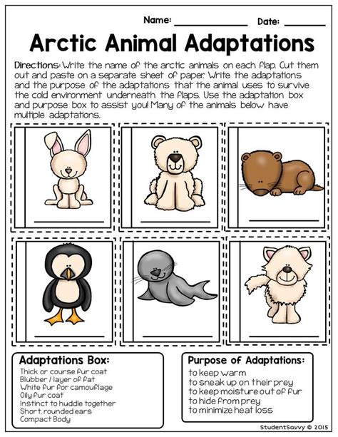Adaptation Of Animals 3rd Grade Lesson Worksheets 3rd Grade Worksheet Animal Adaptation - 3rd Grade Worksheet Animal Adaptation