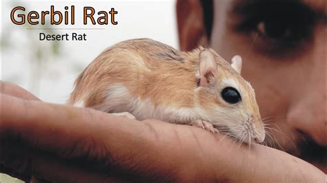 Read Adaptation To Desert Environment A Study On The Jerboa Rat And Man 