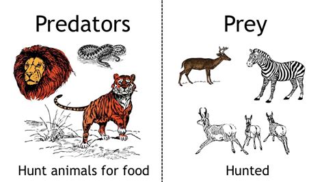Adaptations In Animals Predators Amp Prey Clf Lesson Predator Prey Worksheet Elementary - Predator Prey Worksheet Elementary