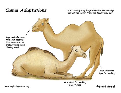 Adaptations Of A Camel Made By Teachers Camel Worksheet For Kindergarten - Camel Worksheet For Kindergarten