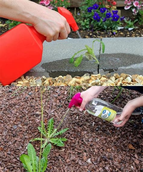 Adding Soap To Weed Killer