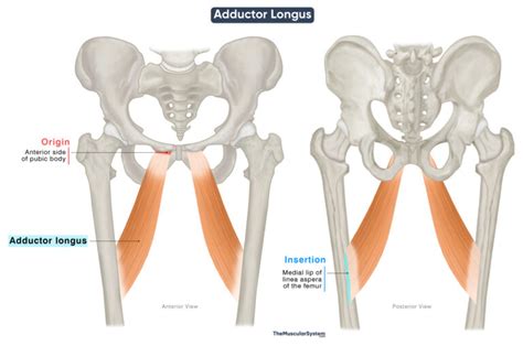 Adductor Longus Origin And Insertion