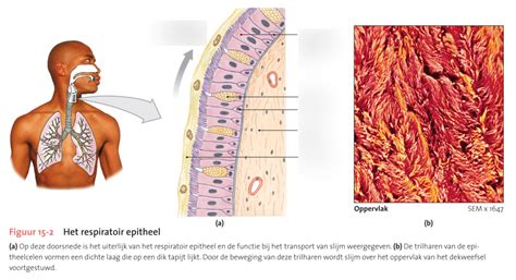 ademhalingsstelsel epitheel