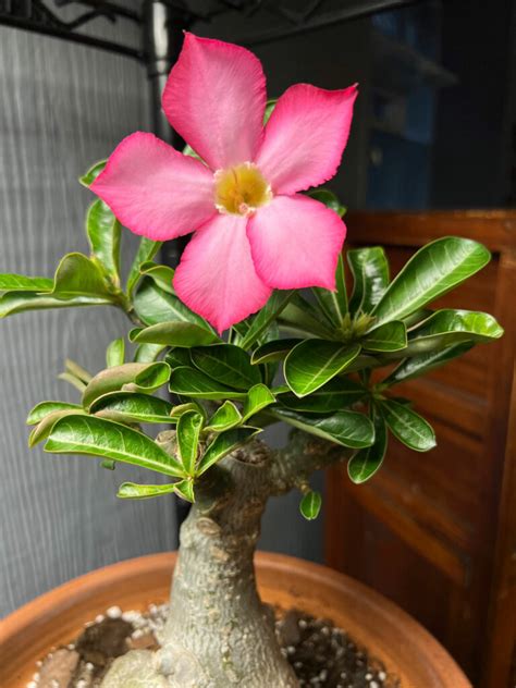 adenium obesum giftig