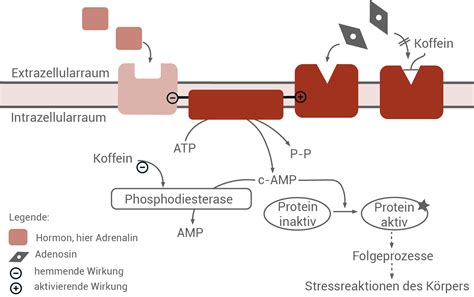 adenosin wirkung