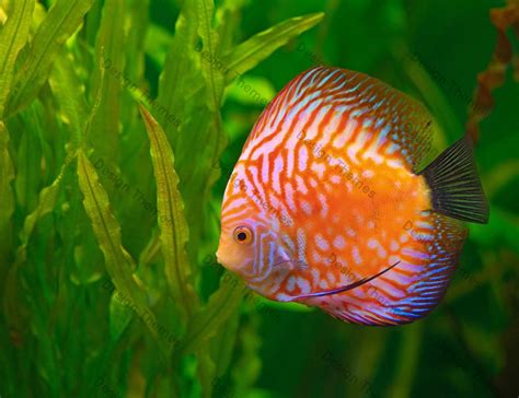 nature photo by Mathew Hahn