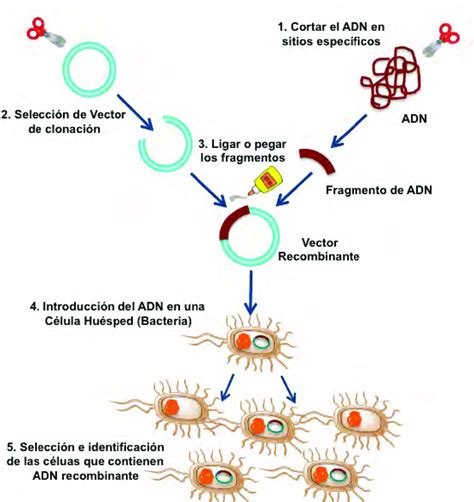 adn recombinante aplicaciones
