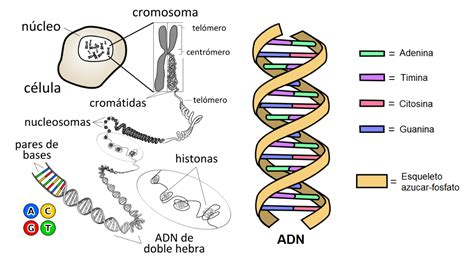 Adn Su Estructura