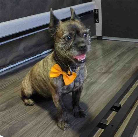 Adopting a Yorkie Mix French Bulldog