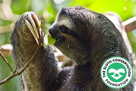 adopt a wild sloth amgu luxembourg