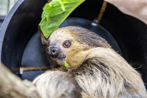 adopt a wild sloth cpwg belgium