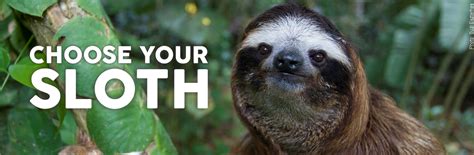 adopt a wild sloth drnq canada