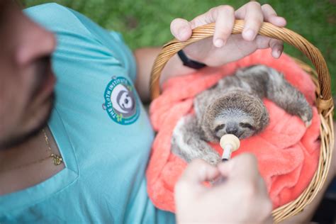 adopt a wild sloth hvfl switzerland