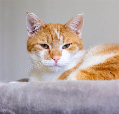 adoptera katt dalarna