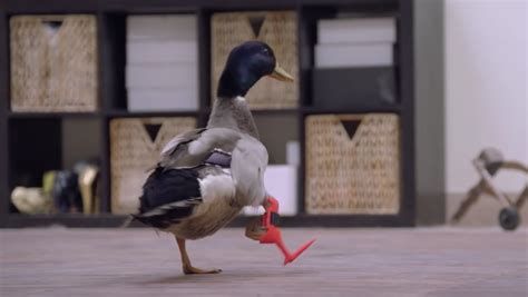 Adorable Duck Uses Its Prosthetic Leg For The Science Duck - Science Duck