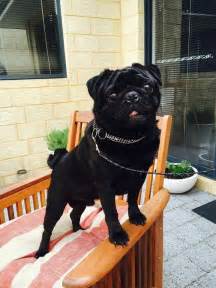 Adorable Pug Dogs for Sale in Perth – Find Your Perfect Companion Today!