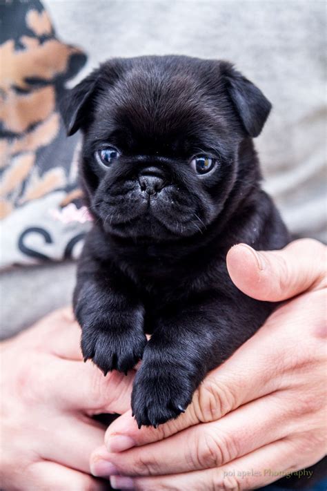Adorable Pug Dogs for Sale in Perth – Find Your Perfect Furry Companion Today!