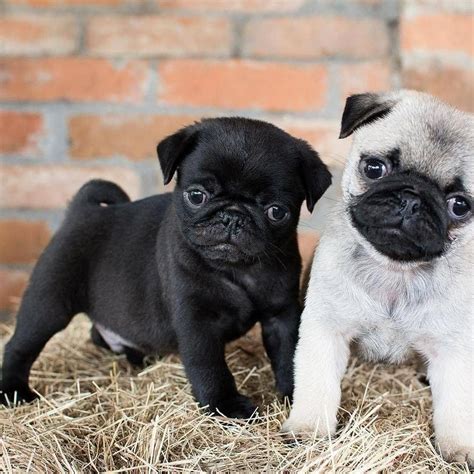 Adorable Pug Dogs for Sale in Perth – Find Your Perfect Pup Today!