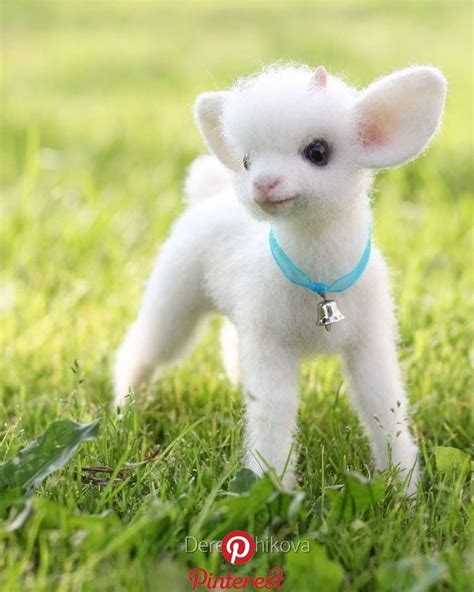 Adorables Animaux