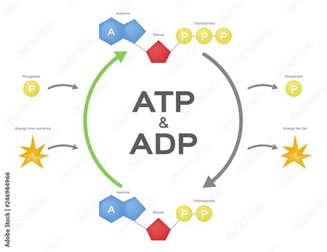 Adp Diagram