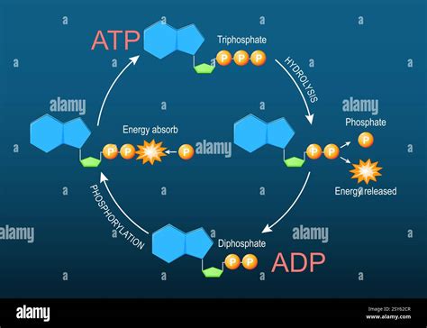 Adp P Atp