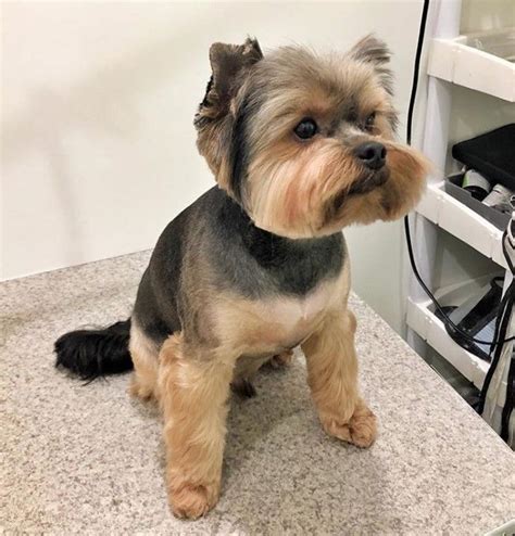 Adult Yorkie grooming