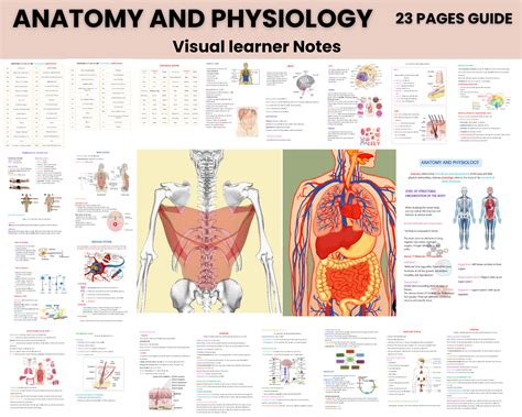 advanced anatomy and physiology study