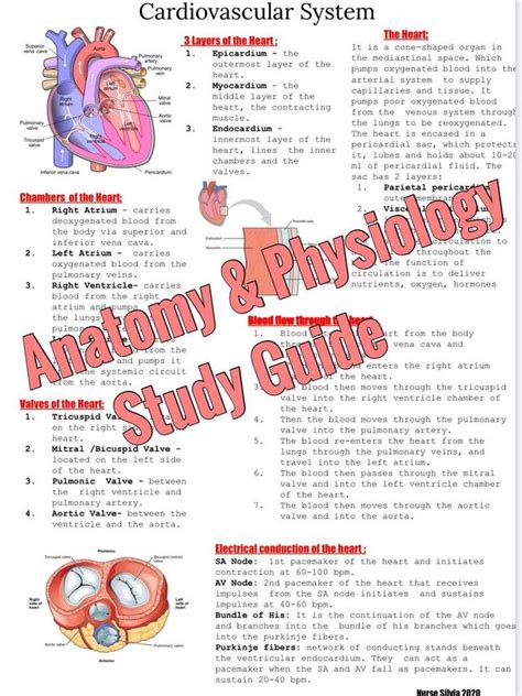 Read Advanced Anatomy And Physiology Study Guide 