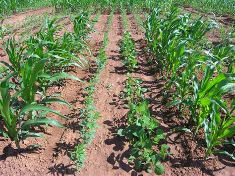 Advantages Of Intercropping