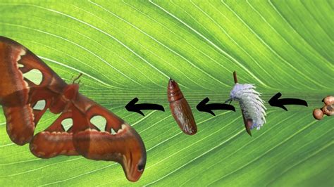 Adw Attacus Atlas Information Life Cycle Of A Moth - Life Cycle Of A Moth