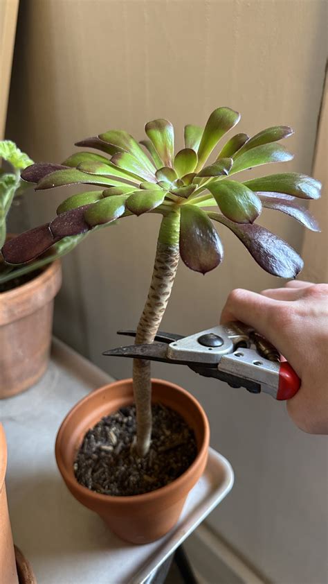 aeonium propagation