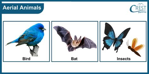 Aerial Animals Examples