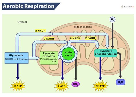 Aerobic Cellular Respiration Flow Chart Free Download On Cellular Respiration Flow Chart Worksheet - Cellular Respiration Flow Chart Worksheet