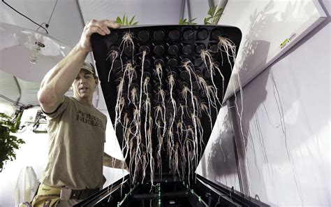 Aeroponic Marijuana Grow Systems