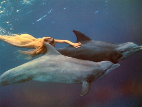 Aesthetic dolphin