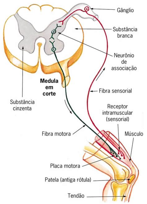 Aferente E Eferente
