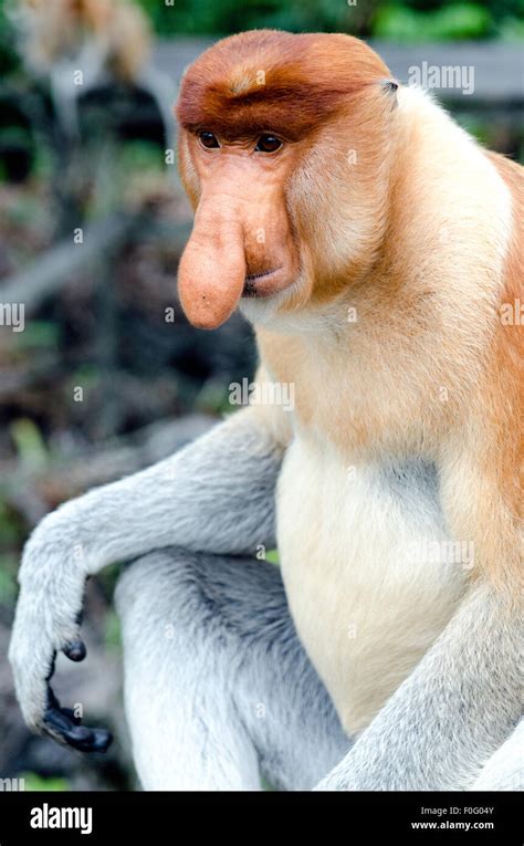 Affe Mit Nase