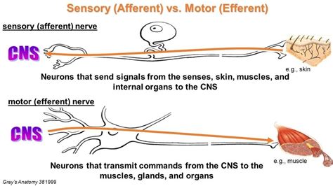 Afferent Efferent Nerves