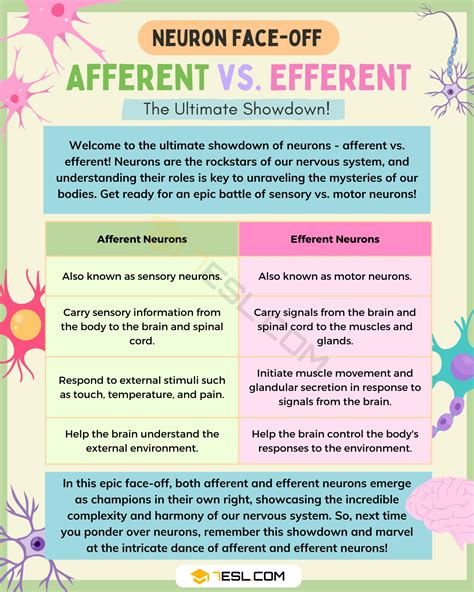 Afferent Vs Efferent