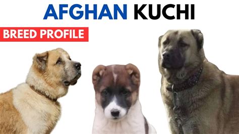 afghani gucci dog